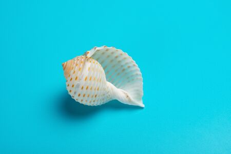A white  conch shell on a blue background
