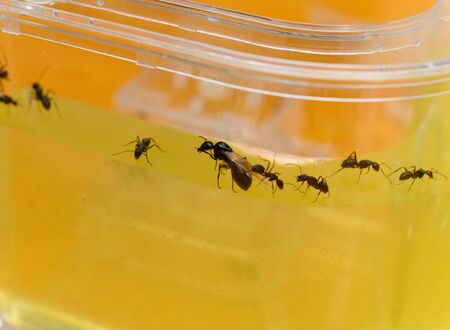 ants in a tank horizontal compositionの写真素材