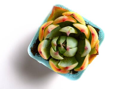 top view pot of green succulent plant on a white backgroundの写真素材