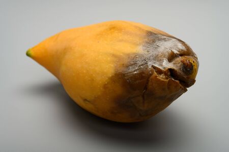 rotten mango close up on a grey backgroundの写真素材
