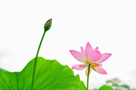 lotus flower in a pond horizontal compositionの写真素材