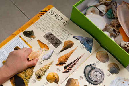 ZHONGSHAN CHINA-May 21 2017:kid checking a Rimella shell against a book with details of the same...