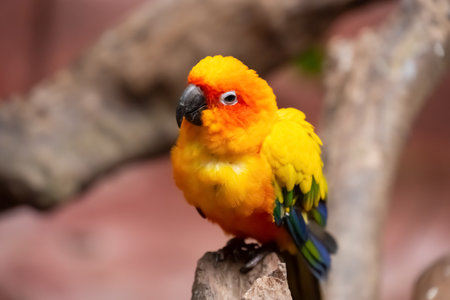 a lovely parrot in the outdoorの写真素材