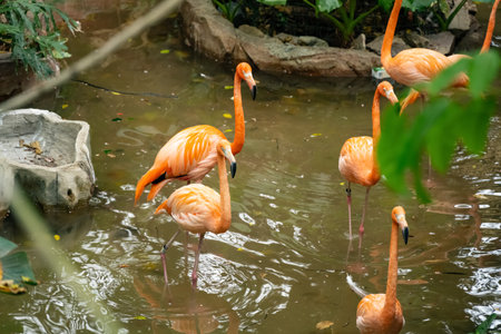flamingoes on a pond horizontal compositionの写真素材