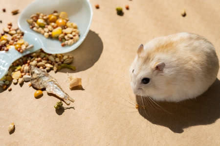 angle view hamster near various foodの写真素材