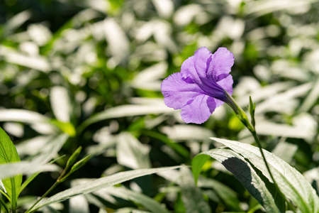 beautiful lilac Ruellia brittoniana flower close upの写真素材