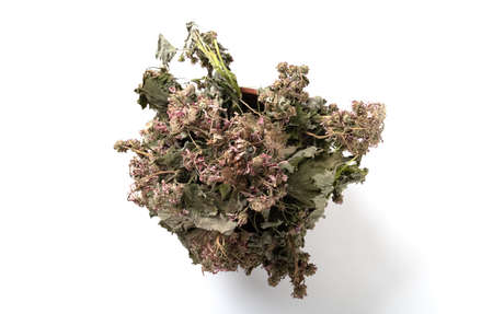 top view faded lilac chrysanthemum flower on white backgroundの写真素材