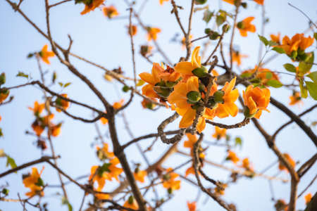 gold color blooming Bombax ceiba or red cottonの写真素材