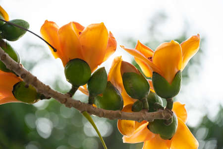 gold color of blooming Bombax ceiba or red cotton close up