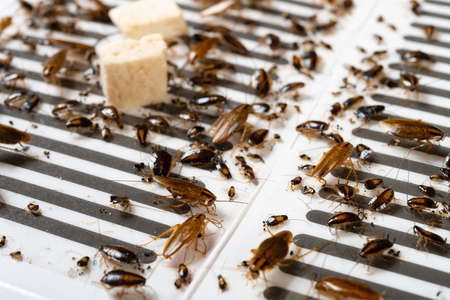 angle view traps with lots of cockroaches strugglingの写真素材