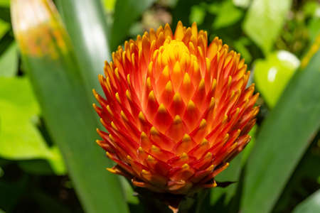 beautiful blooming Guzmania conifera close upの写真素材