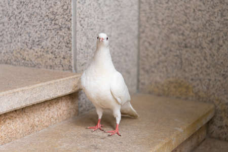 a domestic white pigeon standing on a stair and looking at the cameraの写真素材