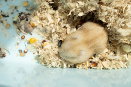 top view child hamster in a plastic boxの写真素材