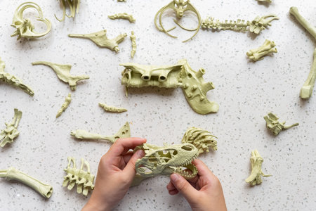 kid assembling a dinosaur skeleton