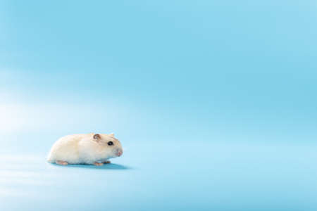 a young pet hamster on a blue backgroundの写真素材