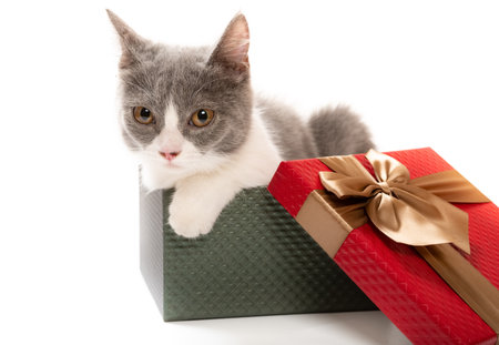 a young British shorthair cat in a present box and looking to the camera on whiteの写真素材
