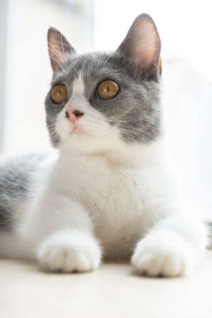 close up on a young British shorthair cat vertical compositionの写真素材