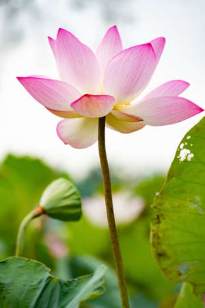 lot angle blooming lotus flower at vertical compositionの写真素材