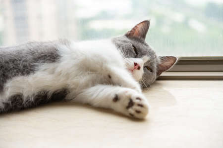 a young British shorthair cat laying down near a windowの写真素材