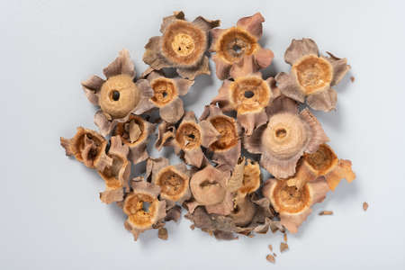 top view herb ShiDi or Kaki Calyx or Persimmon Calyx and Receptacleの写真素材