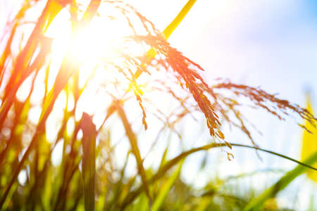 fresh paddy on the field against the sunの写真素材