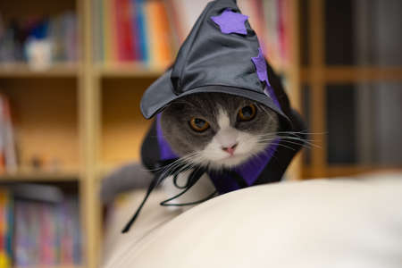 a british shorthair cat wearing Halloween dress and standing on a sofa in a living room