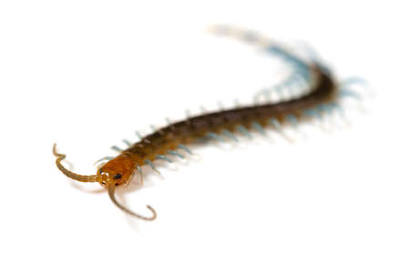 Centipede on a white background