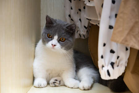 british shorthair cat lying on a wardrobeの写真素材