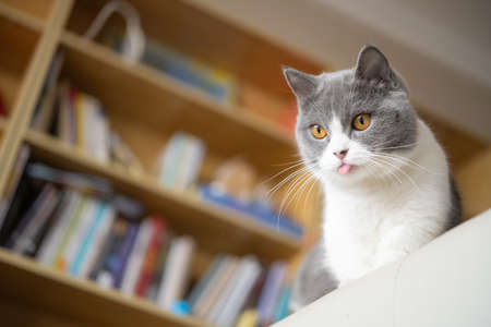low angle view of a british shorthair cat in front of a books shelfの写真素材