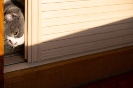 a cute british shorthair cat hiding in a wardrobeの写真素材