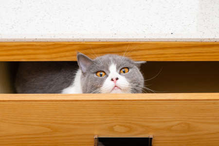 a cute british shorthair cat hiding in a drawer and looking to the cameraの写真素材