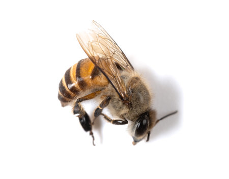 dead bee on a white backgroundの写真素材