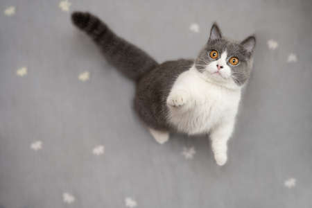 a cute cat standing up