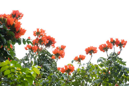beautiful blooming African tulip tree or Spathodea campanulataの写真素材