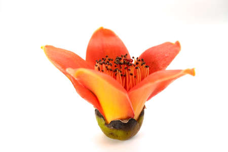 side view blooming Bombax ceiba or red cotton on white backgroundの写真素材