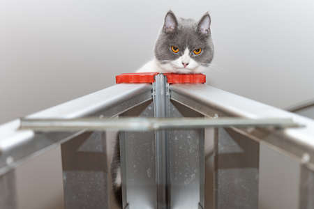 a british shorthair cat lying on top of a ladderの写真素材