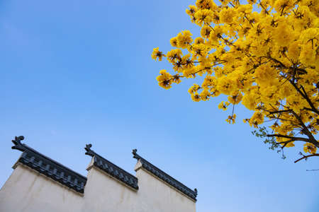 traditional Chinese building and blooming Guayacan or Handroanthus chrysanthus or Golden Bell Tree in the afternoon horizontal compositionの写真素材