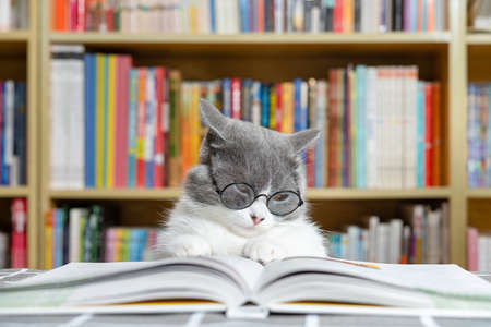 a cute british shorthair cat reading a book in front of a book shelfの写真素材