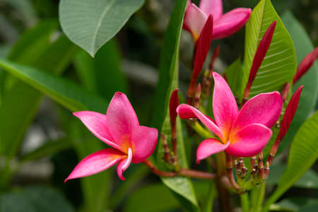 blooming Plumeria rubra Linn close up