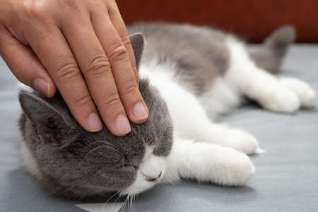 man gently stroking a lovely british shorthair cats head and she enjoys it a lot