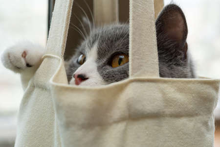 a cute british shorthair cat in a shopping bag close up at horizontal compositionの写真素材