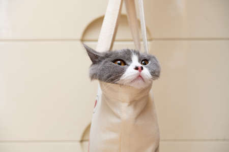 a cute british shorthair cat hiding inside a shopping bag at horizontal composition