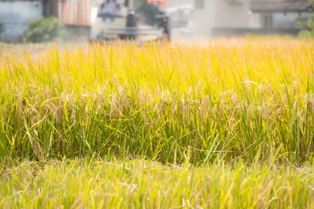 harvesting paddies by a harvester machineの写真素材