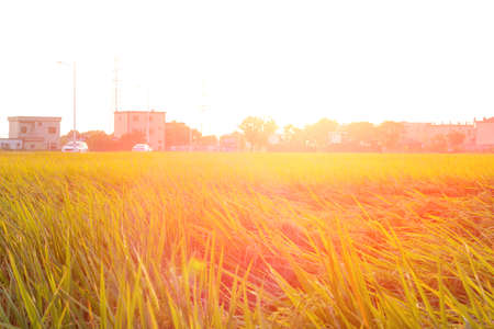 gold paddy on the field in the morning with sun flare horizontal compositionの写真素材