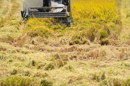 harvesting paddies by a harvester machine
