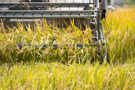 harvesting paddies by a harvester machineの写真素材