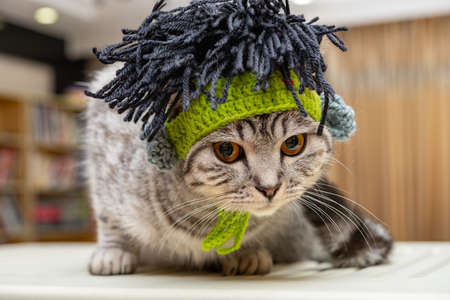 cute american shorthair cat wearing punk style funny hat with dummy hairsの写真素材
