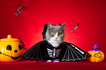 cute british shorthair cat wears Halloween skeleton dress with jack-o-lanterns nearbyの写真素材
