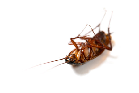 angle view cockroach dead body on whiteの写真素材