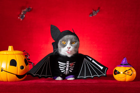 cute british shorthair cat wears Halloween skeleton dress with jack-o-lanterns nearbyの写真素材